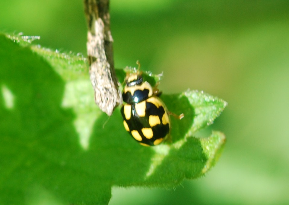 coccinella sconosciuta: Propylea quatuordecimpunctata